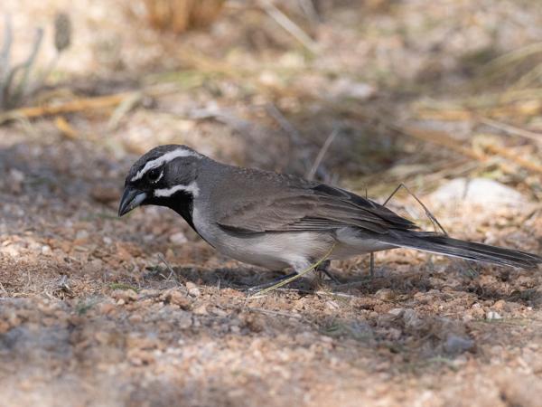 <h3><a href="/trips/Tucson_2023/biota/animalia/chordata/aves/040 passeriformes/126 emberizidae/amphispiza bilineata/amphispiza bilineata-nl.html">Amphispiza&nbsp;bilineata</a> / Black‑throated&nbsp;sparrow / Zwartkeelgors</h3>OM-1 met M.300mm F4.0 + MC-14, 1/4000 sec  bij F5.6, ISO 1250, afstand 5.38&nbsp;m
